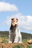 FOX TERRIER 134